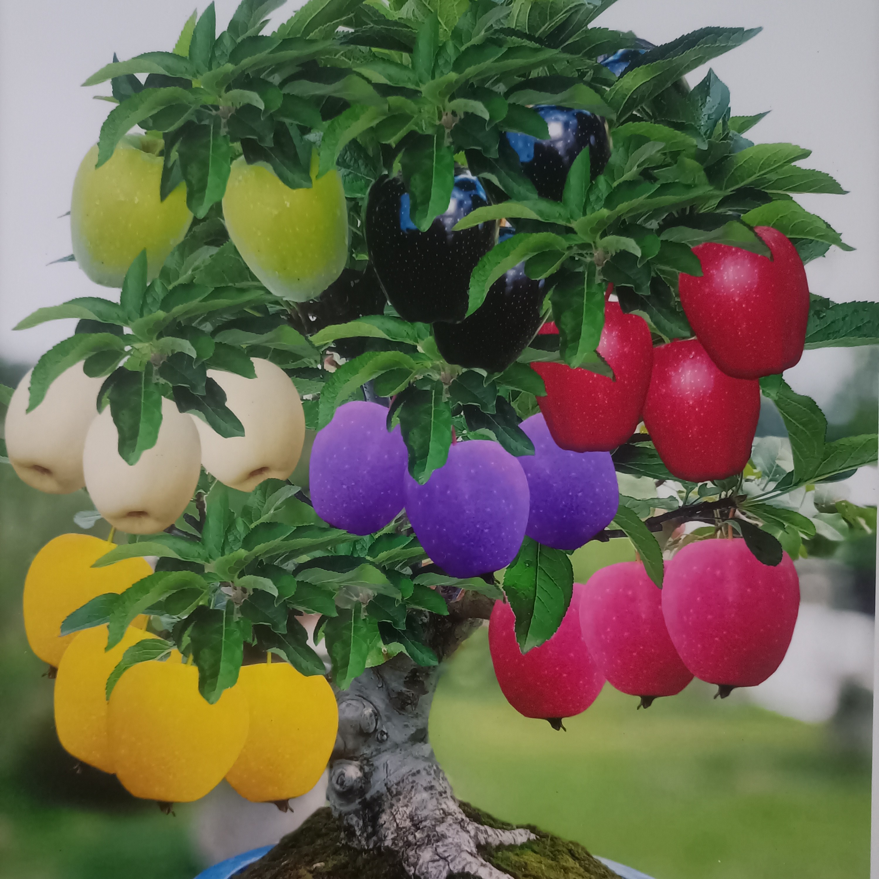 锦绣海棠七彩小苹果树鸡心果南北方种植好养易活老盆