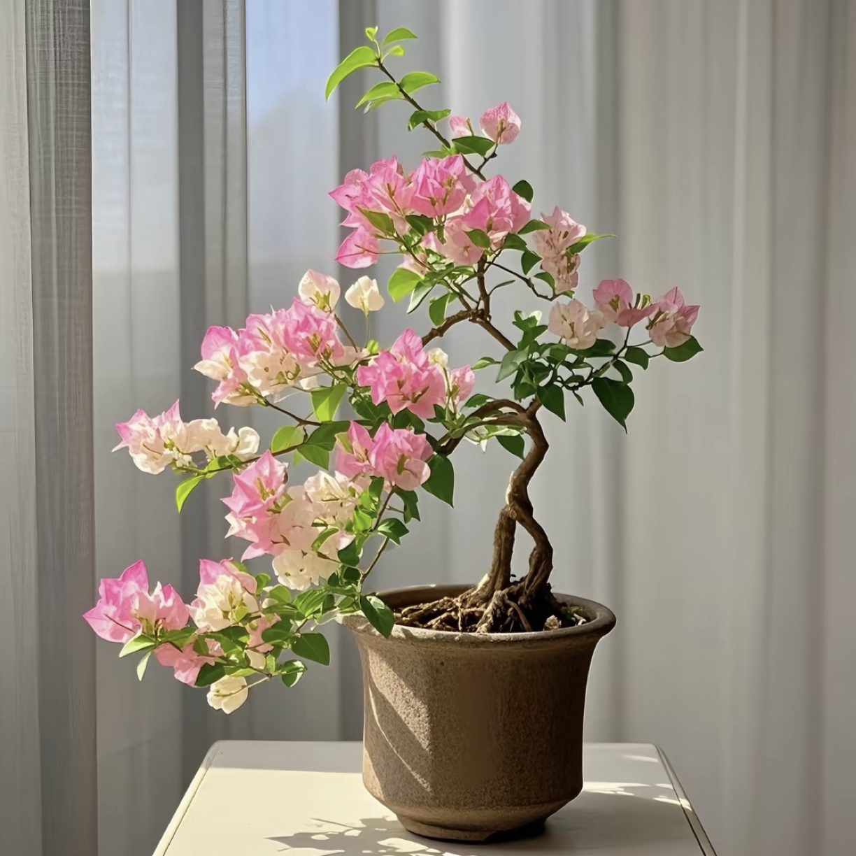 三角梅基地盆栽一物一拍