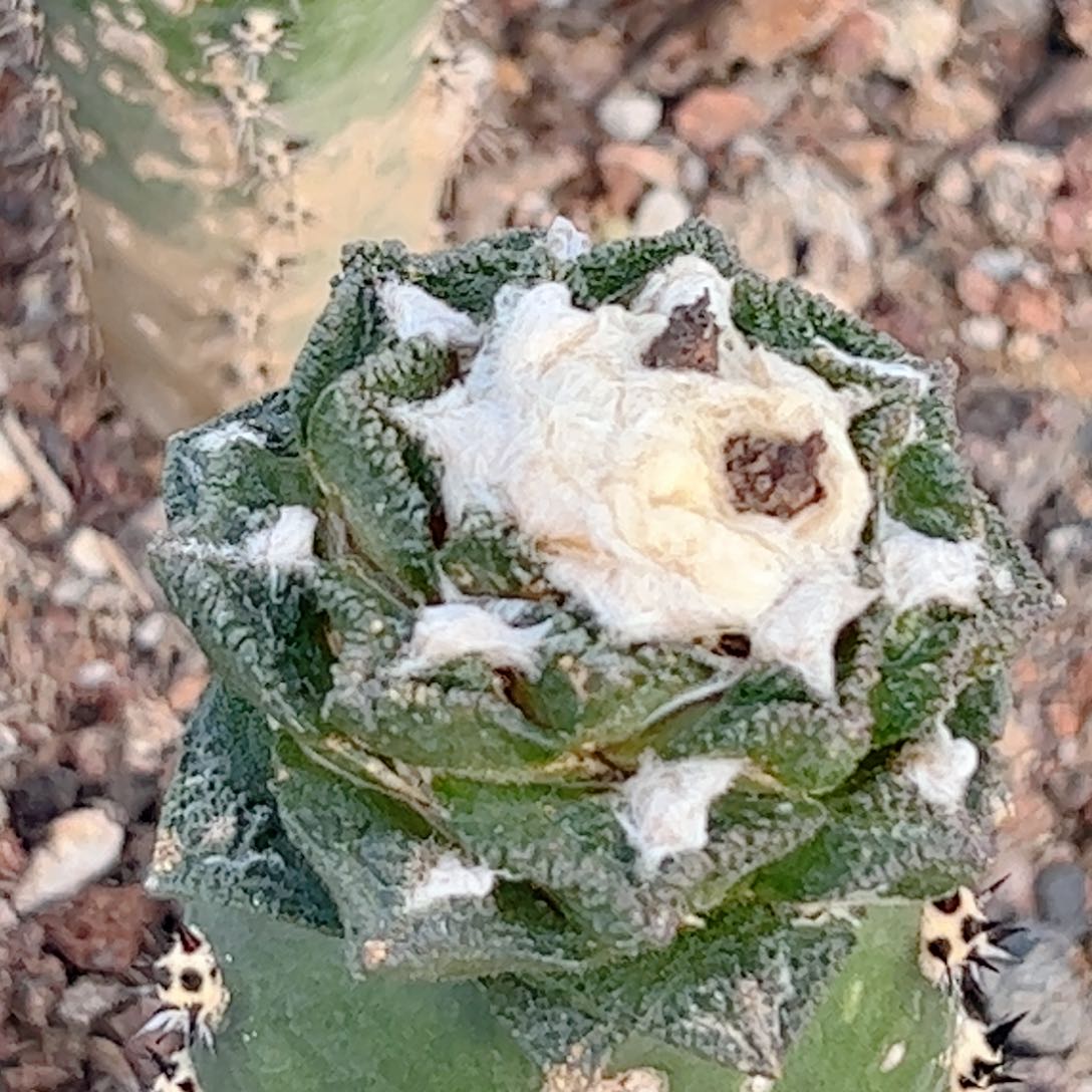 实生苗接欣顿牡丹