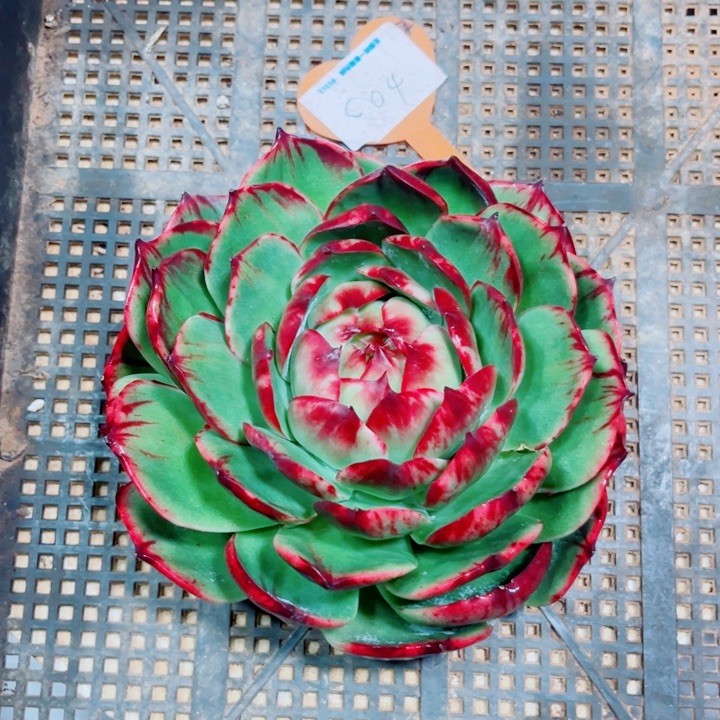 享***天惊鸿仙子多肉植物C04