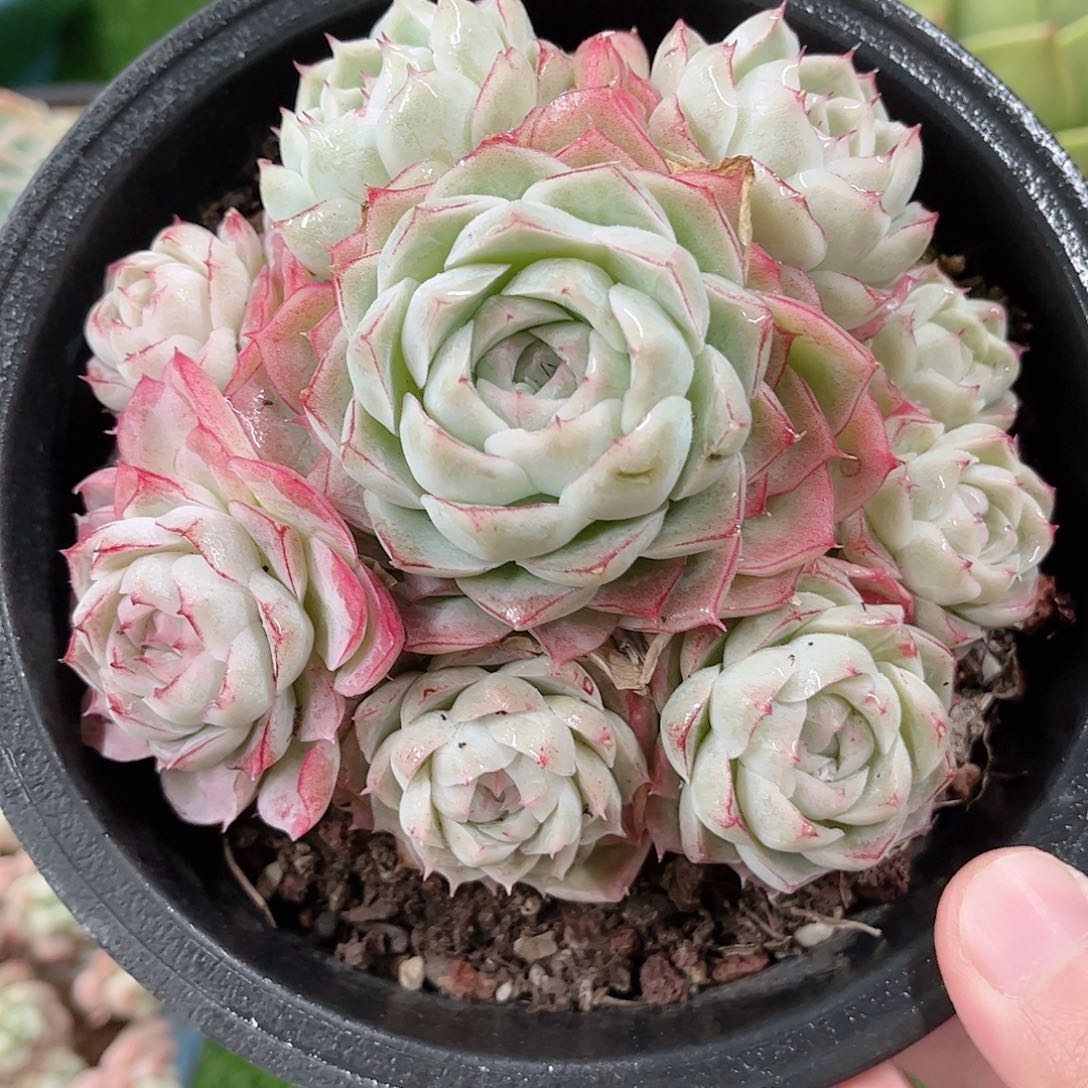 韩版冰雪女王多肉