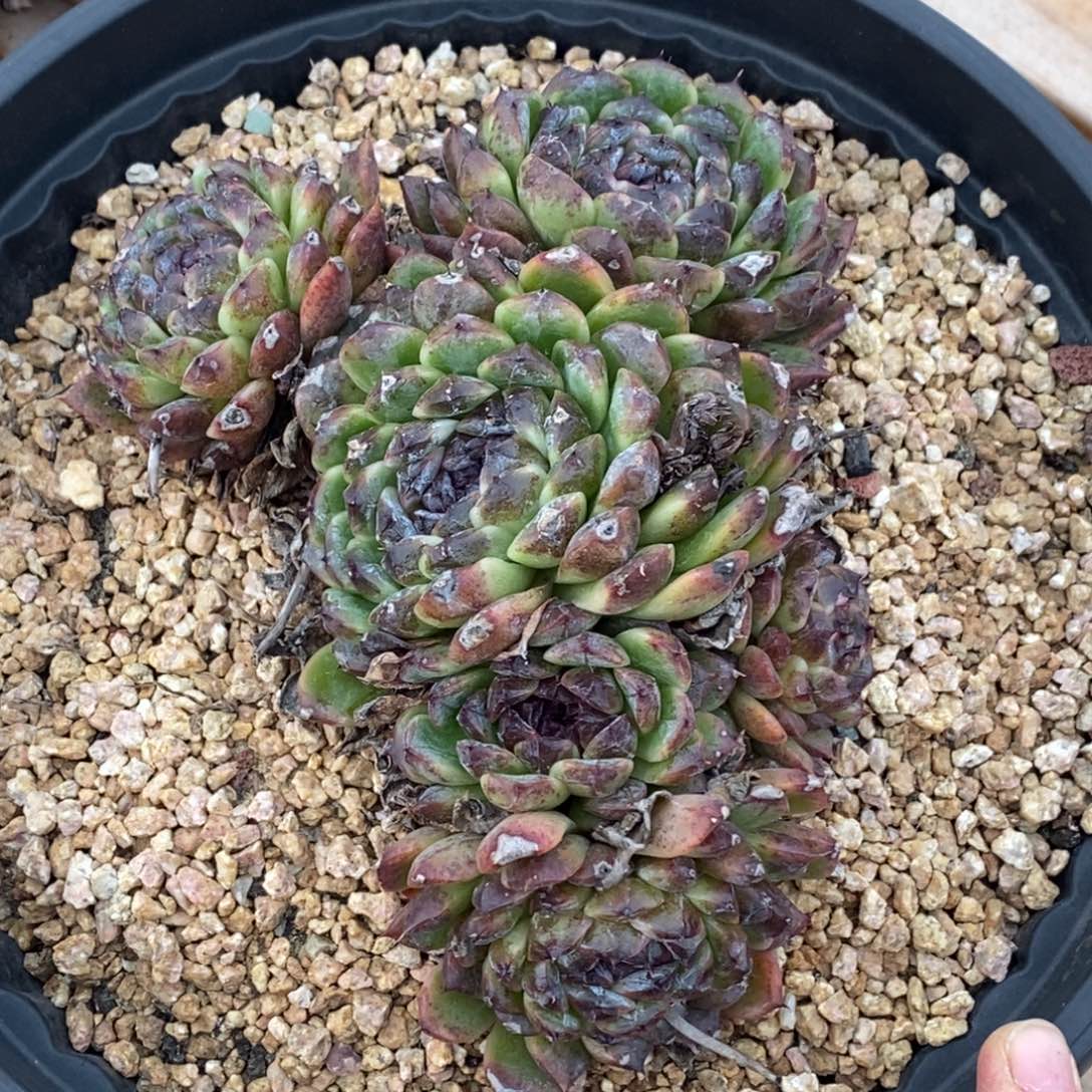 精品多肉一物一拍不包整265