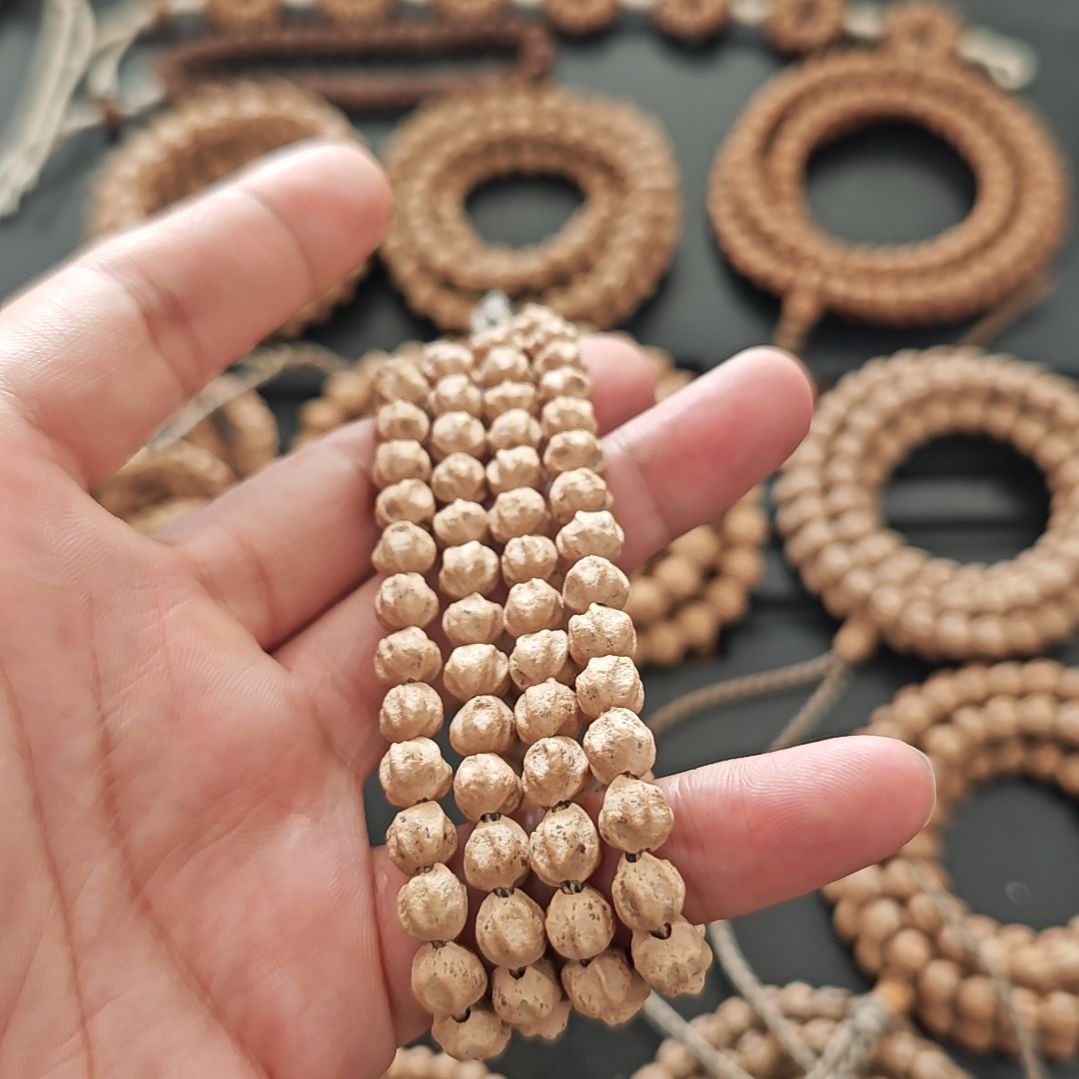 波***波菩提热振教科书式莲花