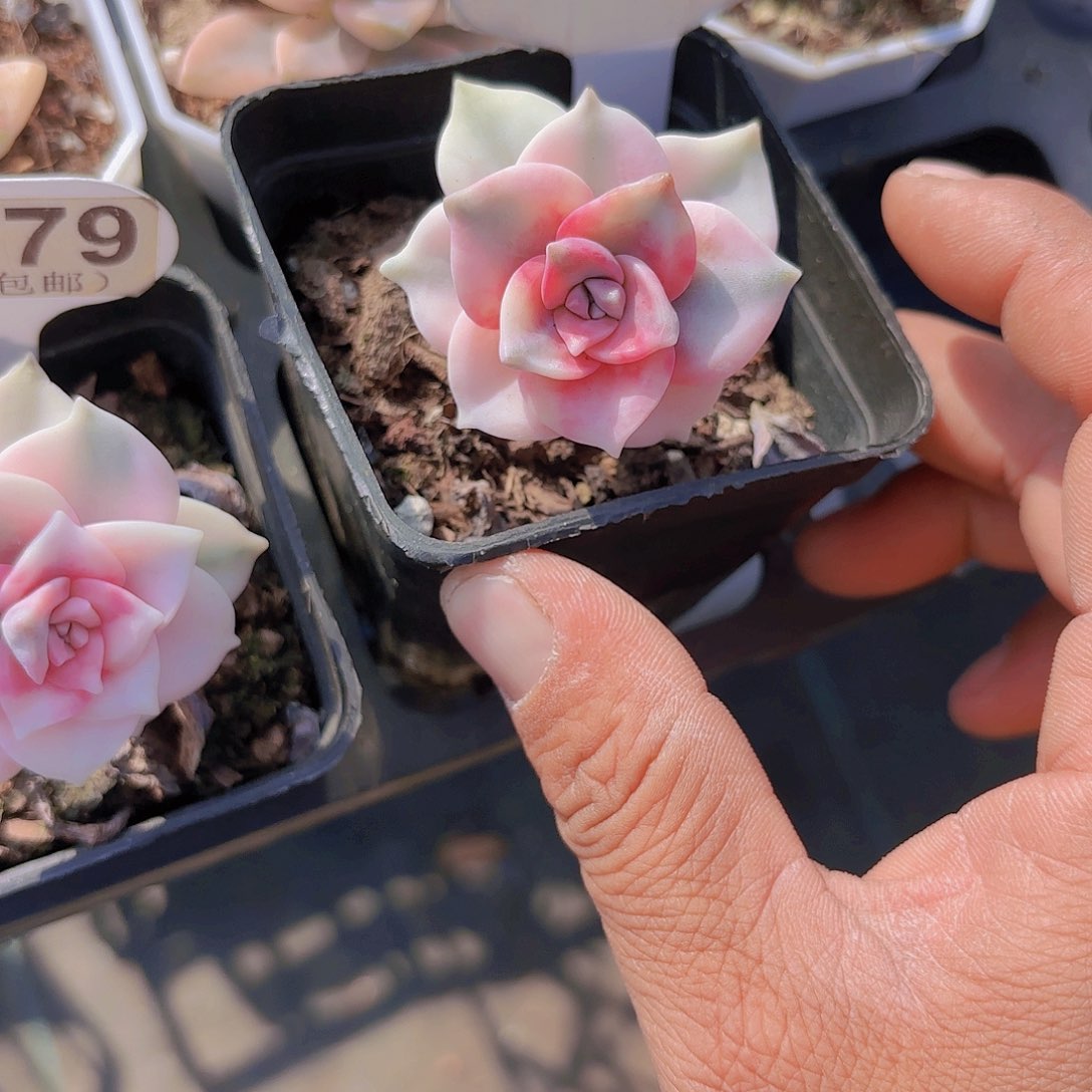 A744紫乐锦yi eu yi pai