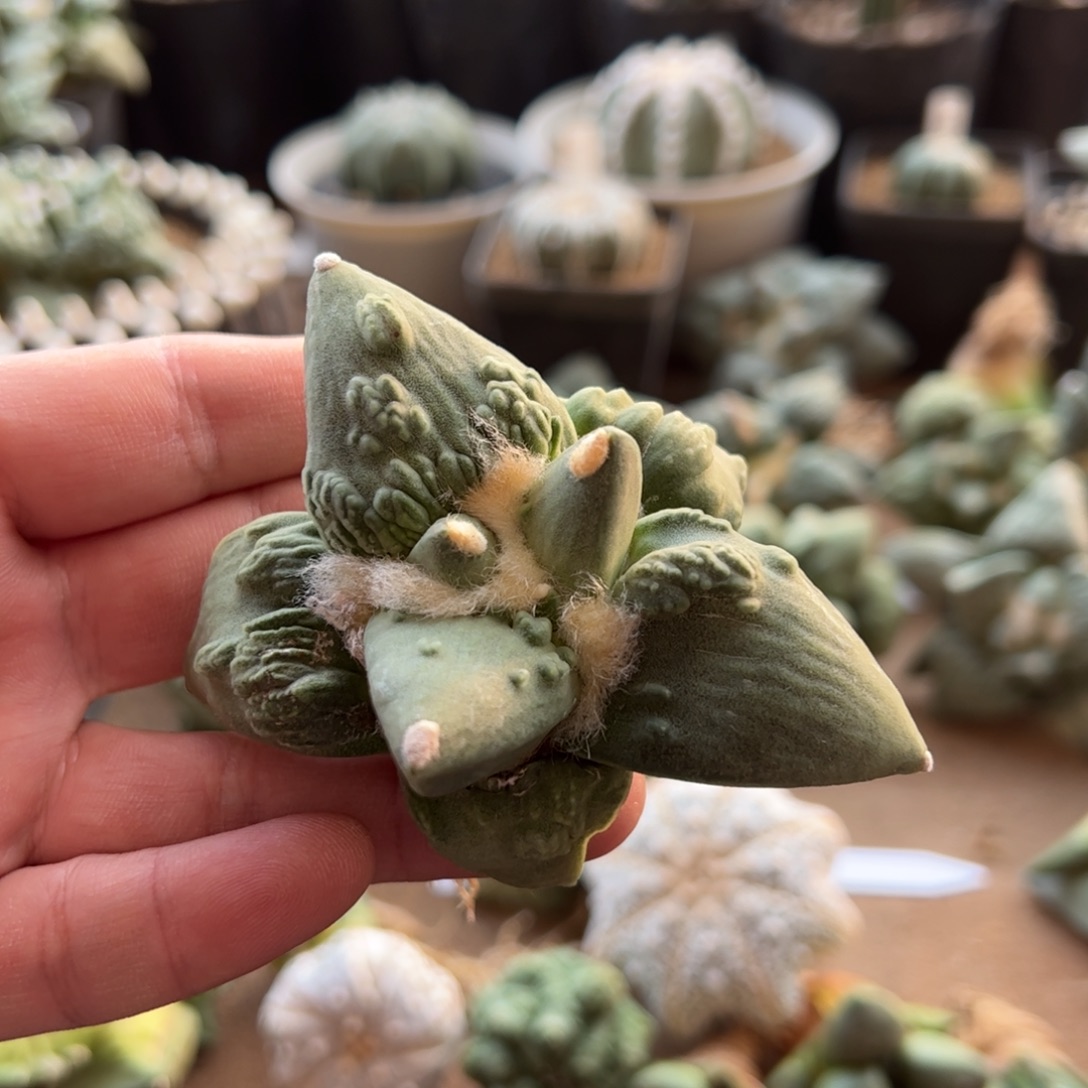 无花朵实生怒涛8.7cm