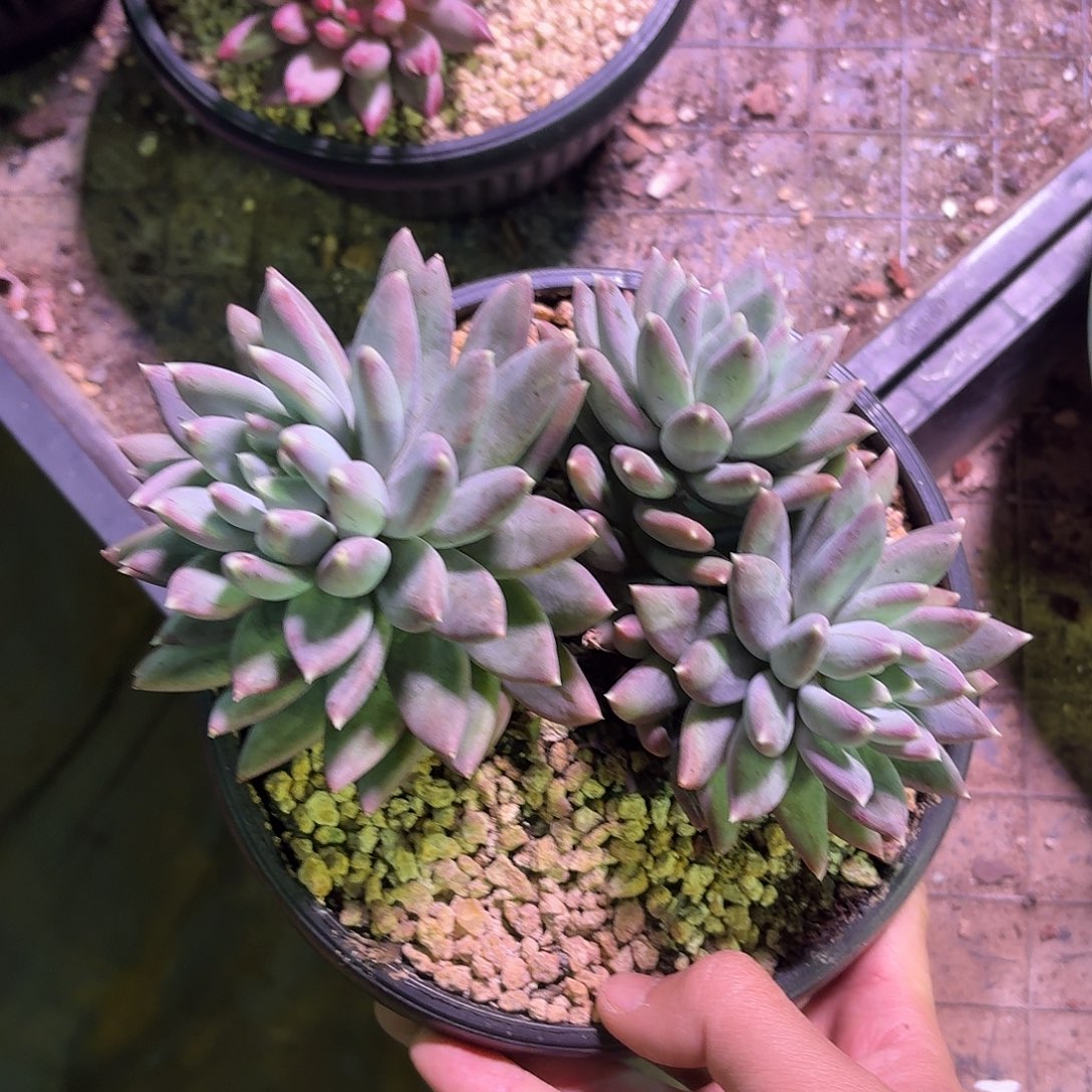 ****儿艾丽莎777777788888999