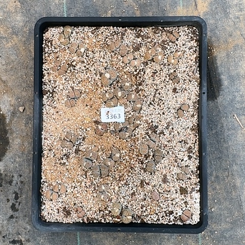 禾**肉3363，159，cc朝贡玉清框特价脱土发货