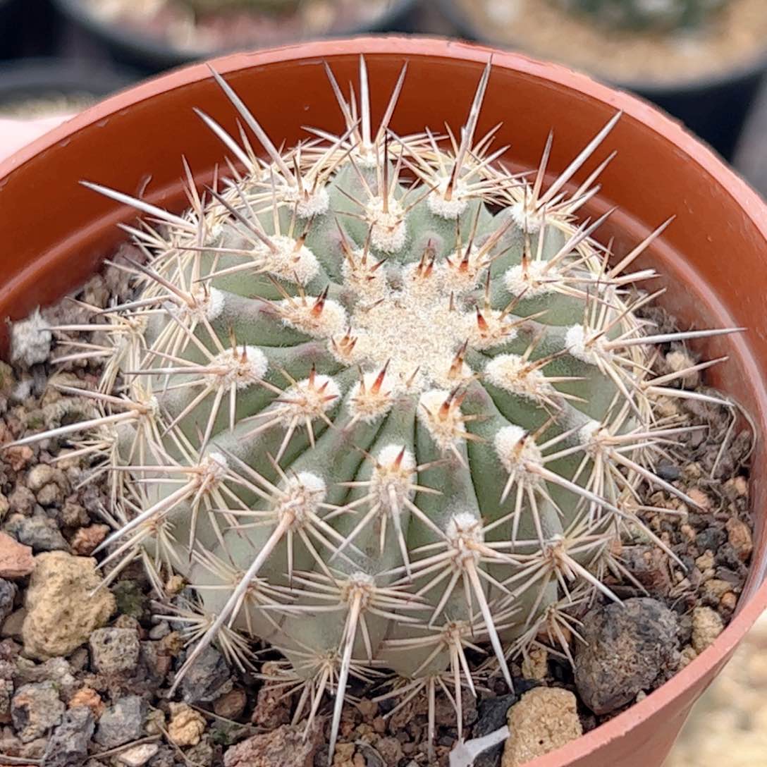 实生 伊须罗玉仙人球