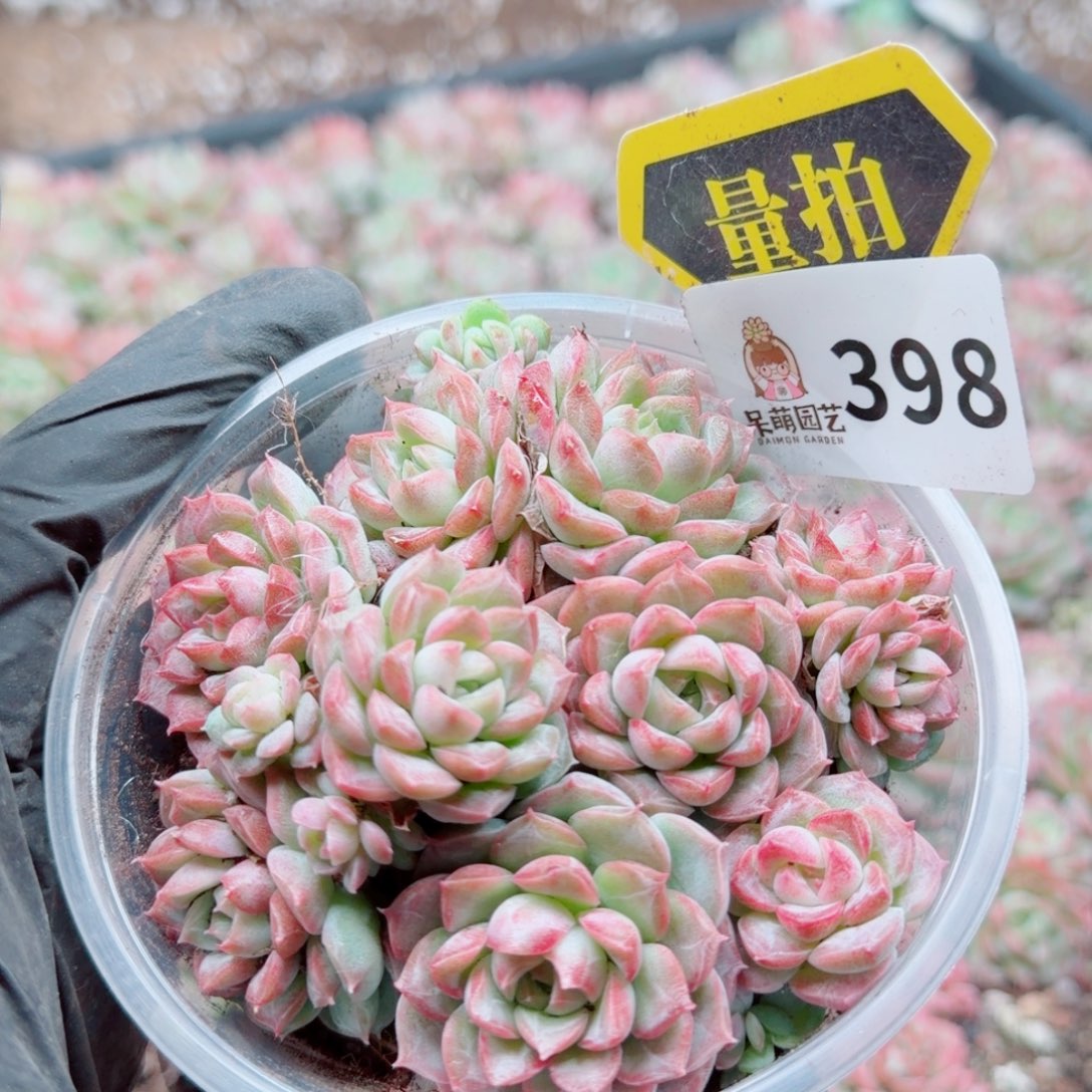 多肉植物多肉植物