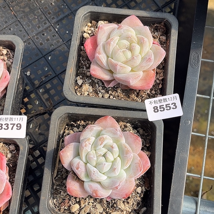 阿雅园艺。        8553冰玉两颗