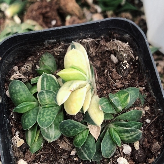 蜗牛子宝锦群蜗牛