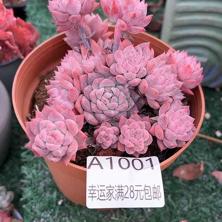 幸运的是我的朋友