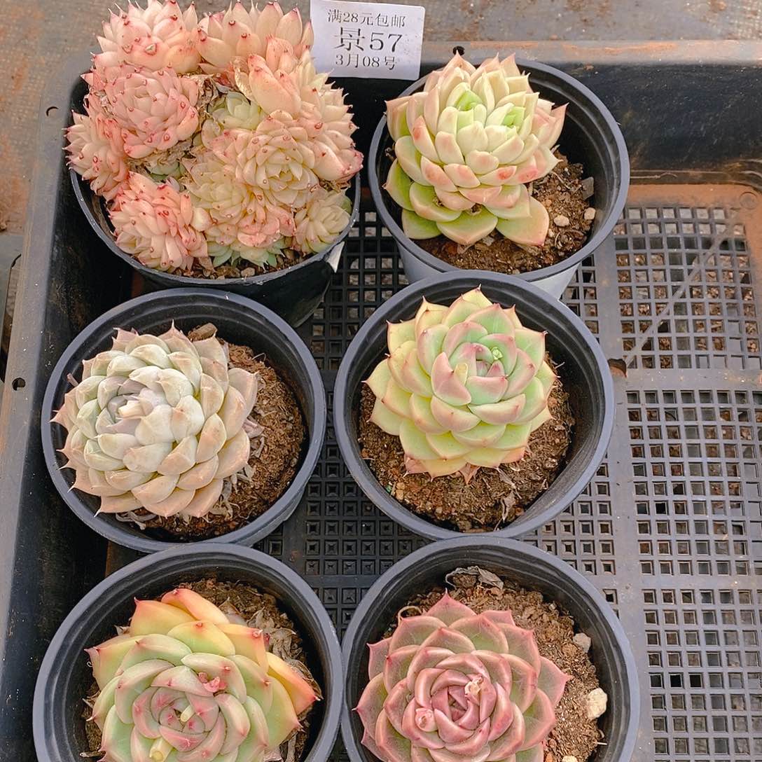 【闪购商品】云57号