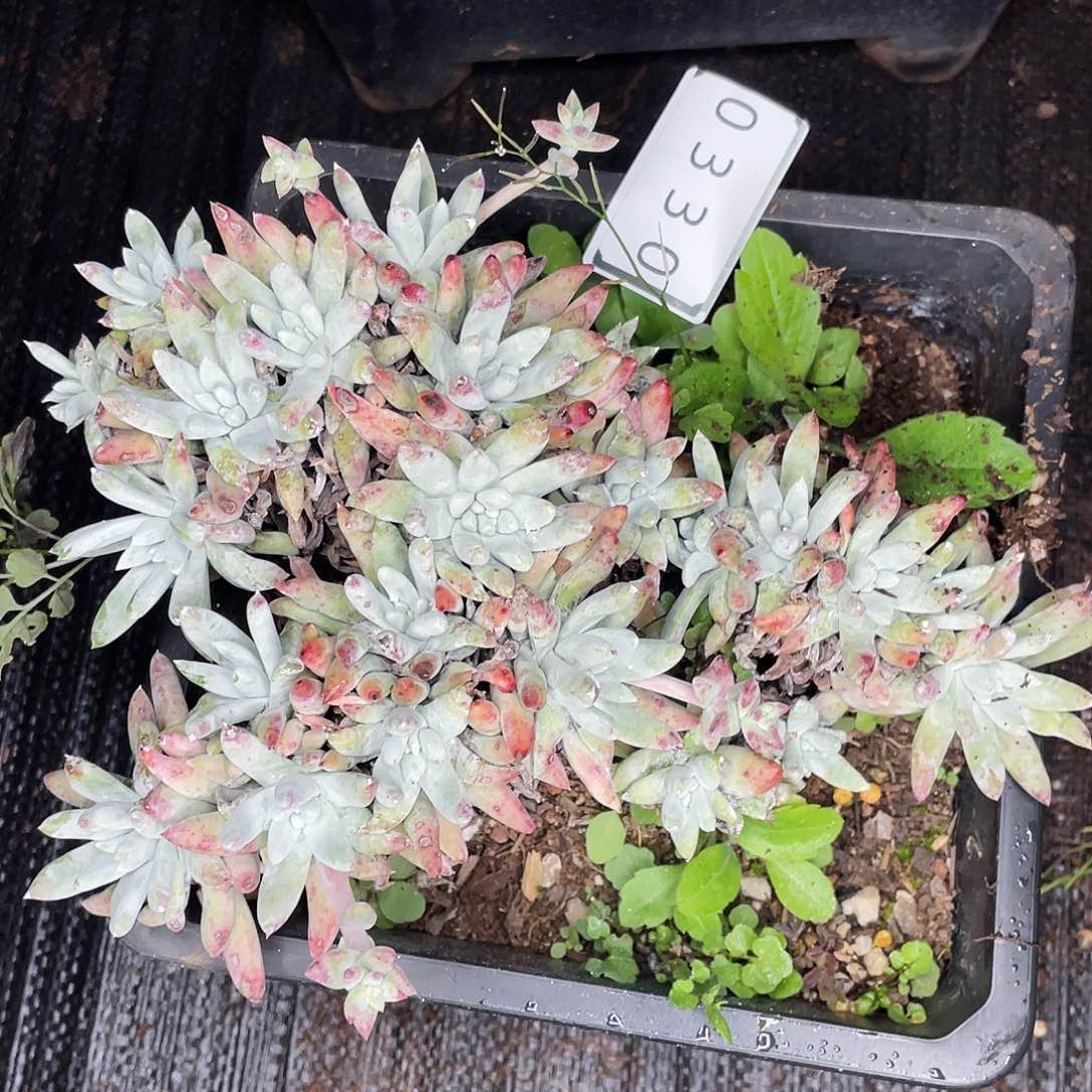 白姆老桩群生0330