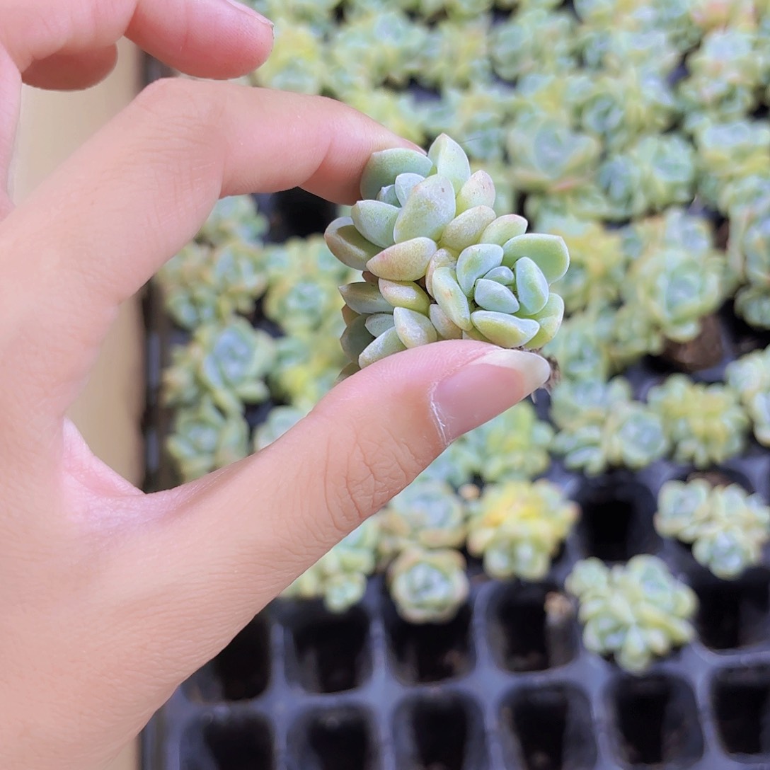 小穴苗冰玉群3米2颗