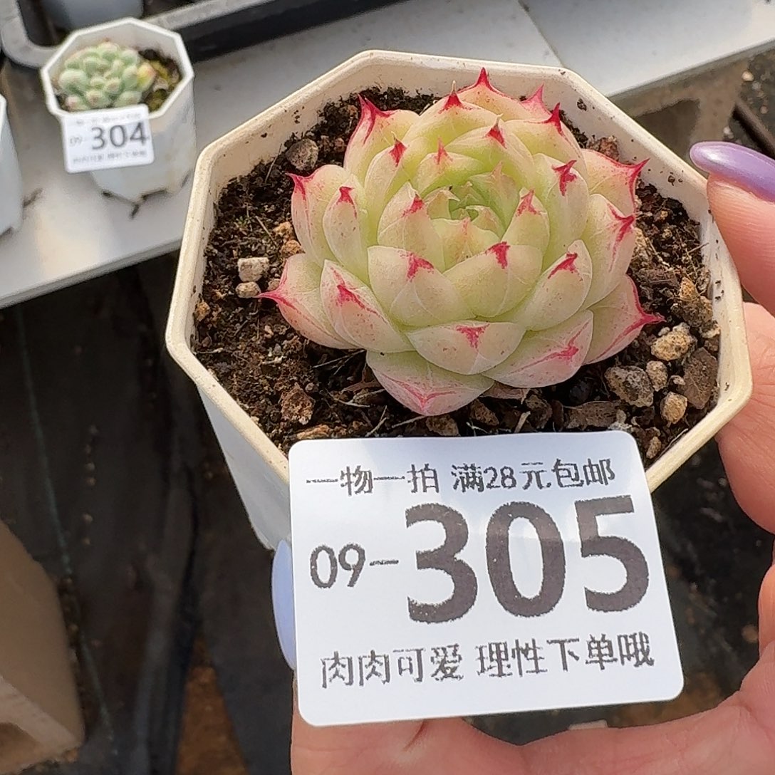 莲华无盆土发货无