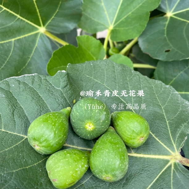 威海青皮无花果鲜果（非熟果），不可直接食用，可以煲汤、煮茶、泡酒……