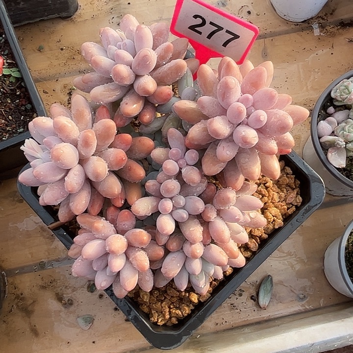 多肉植物汤圆群277