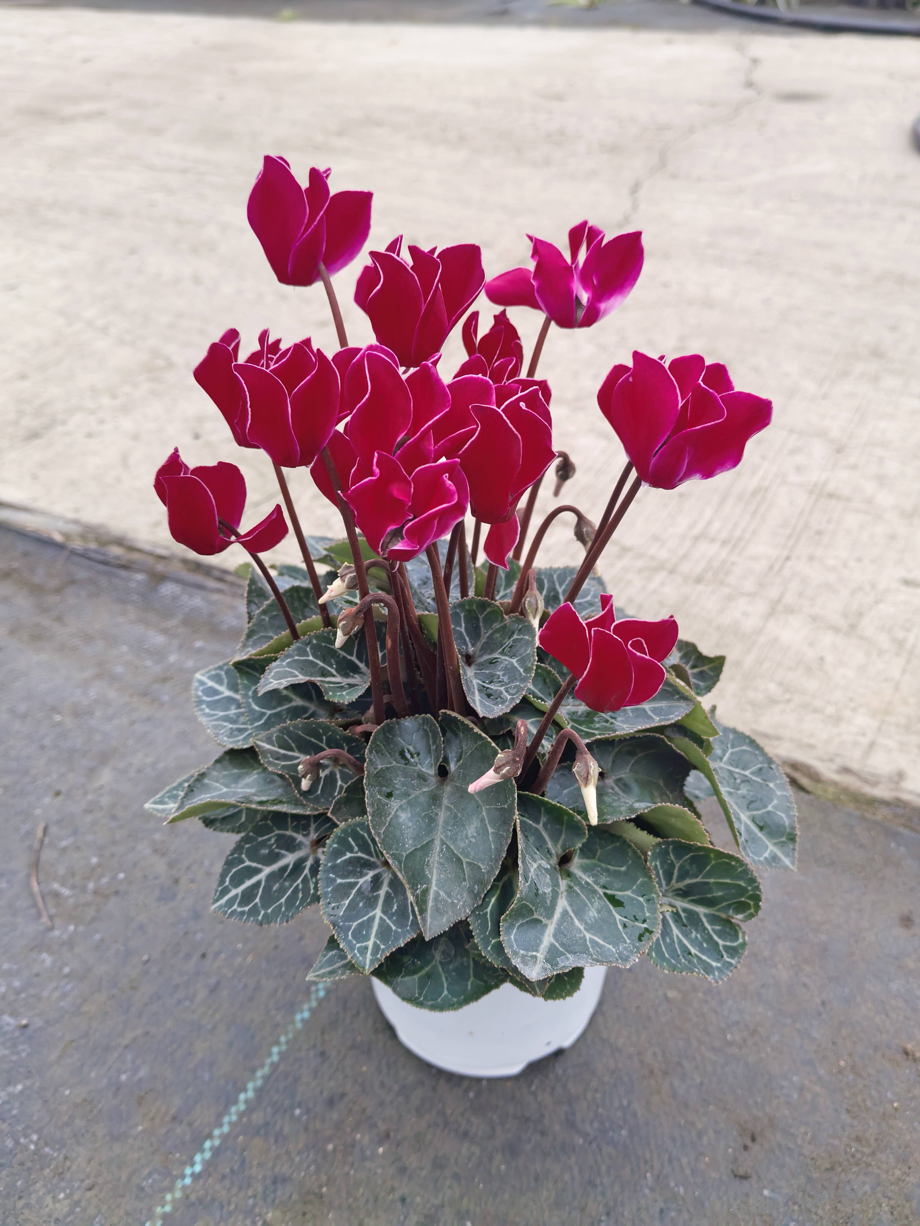 仙客来盆栽四季开花大花大叶好养室内花卉植物