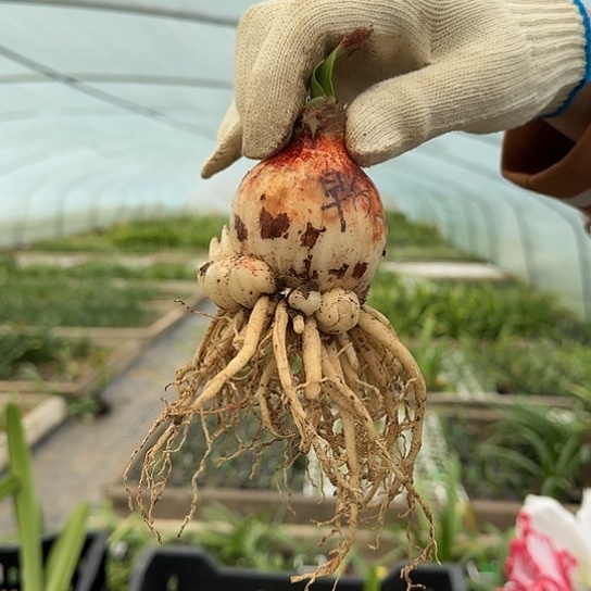 安瑞雅5.5-6厘米开花球一圈侧芽