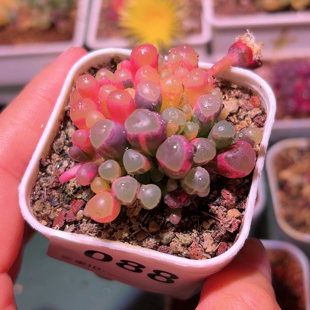 1个种荚好几个花苞88号五十铃玉锦多肉植物锦一物一拍