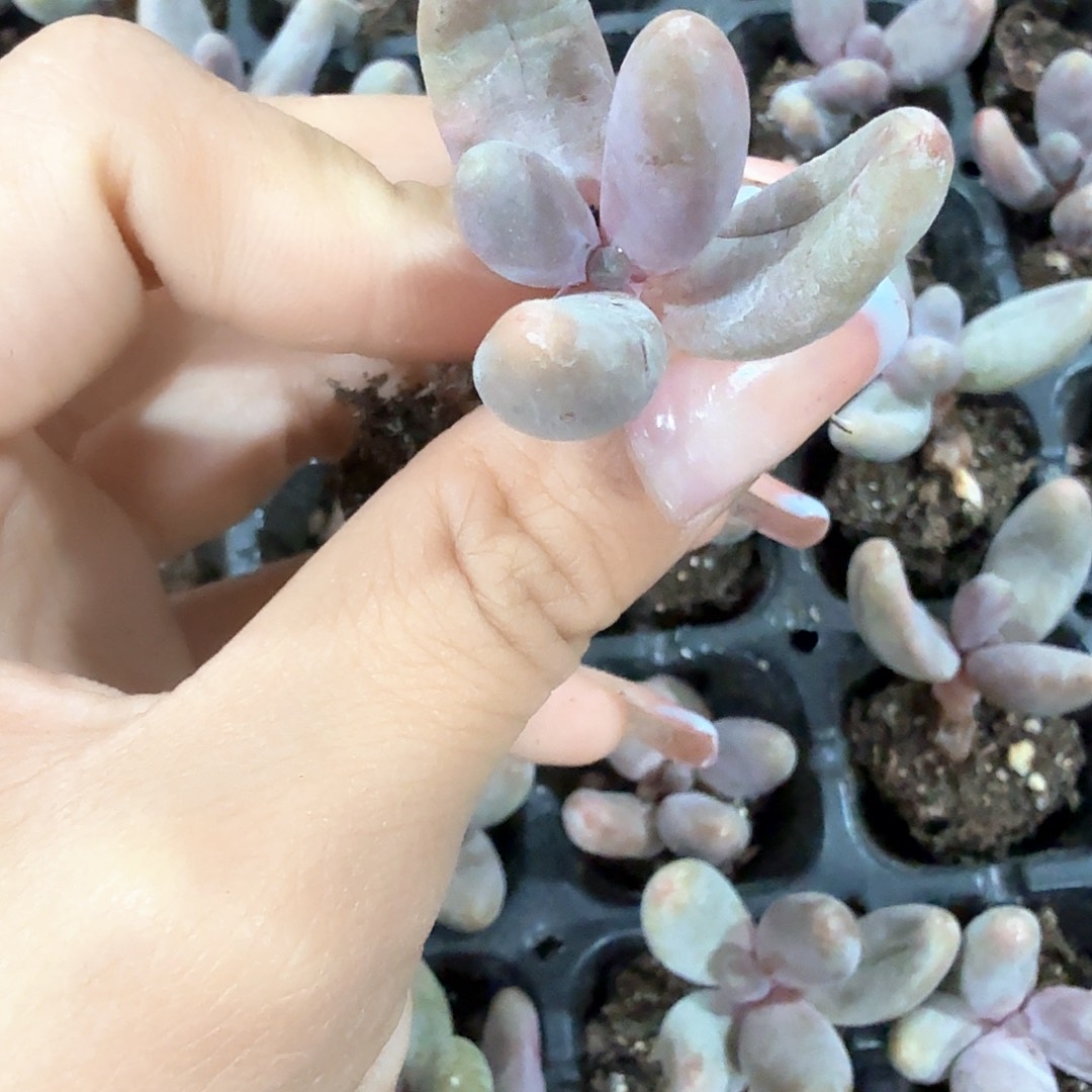 红手指穴苗3颗一组