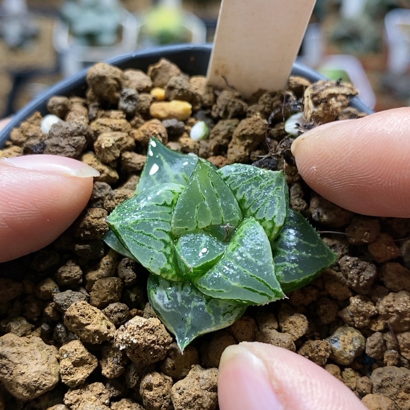 【闪购商品】93酒吞