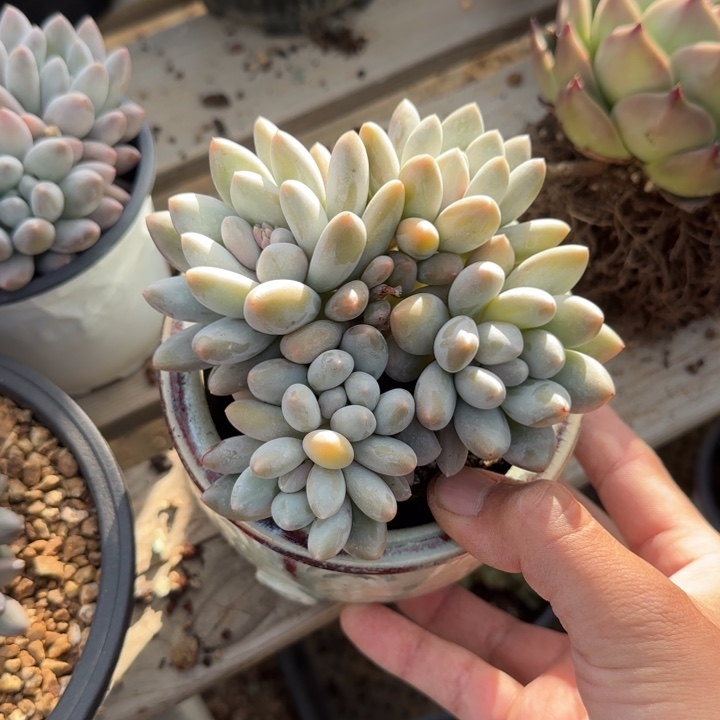 香所群生五十包邮老桩