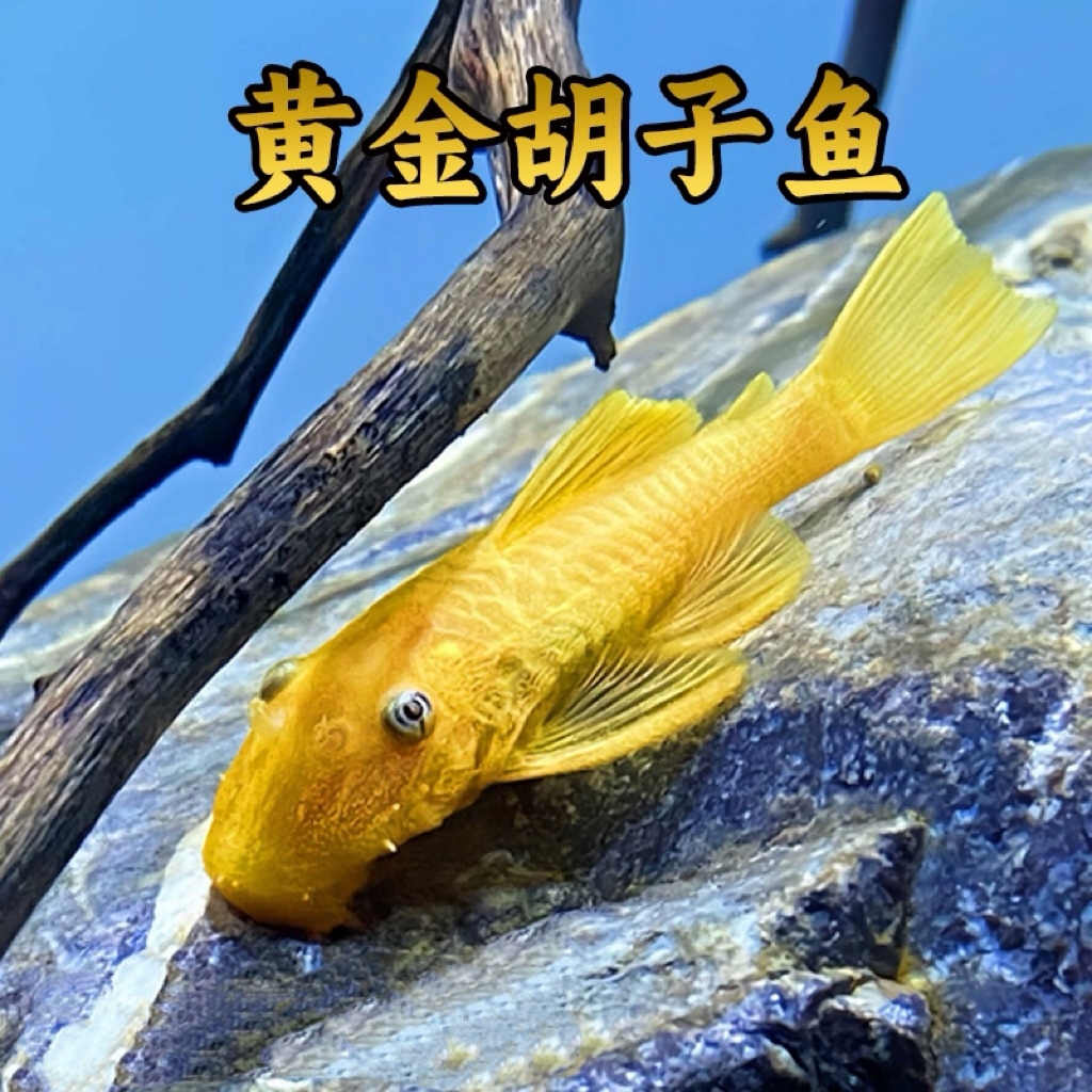 黄金胡子鱼清缸除藻工具鱼好养耐活