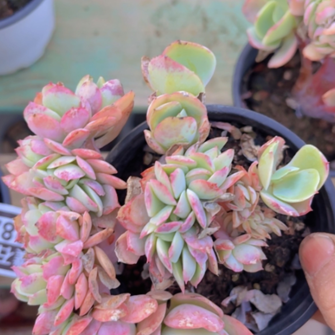 【闪购商品】碧桃缀22283