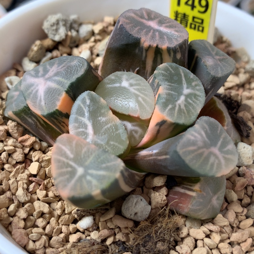 【闪购商品】149玉龙万象