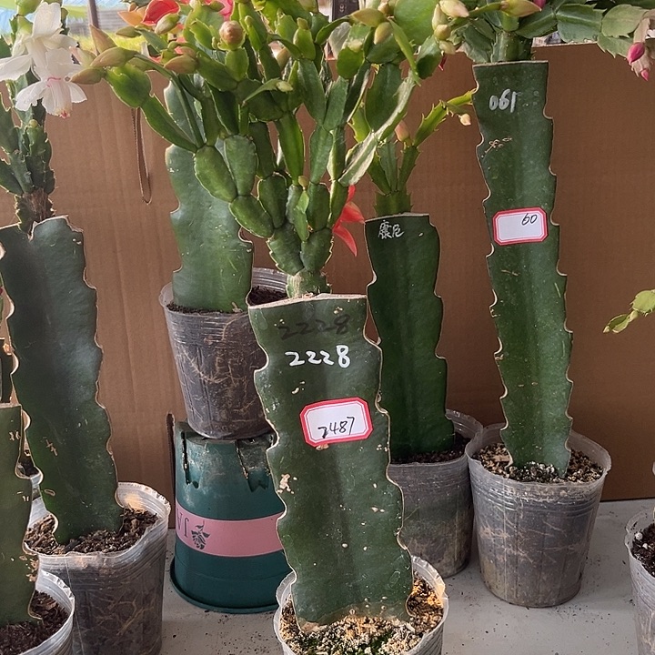 麋***℡当前无花朵，栽培后可花朵2228