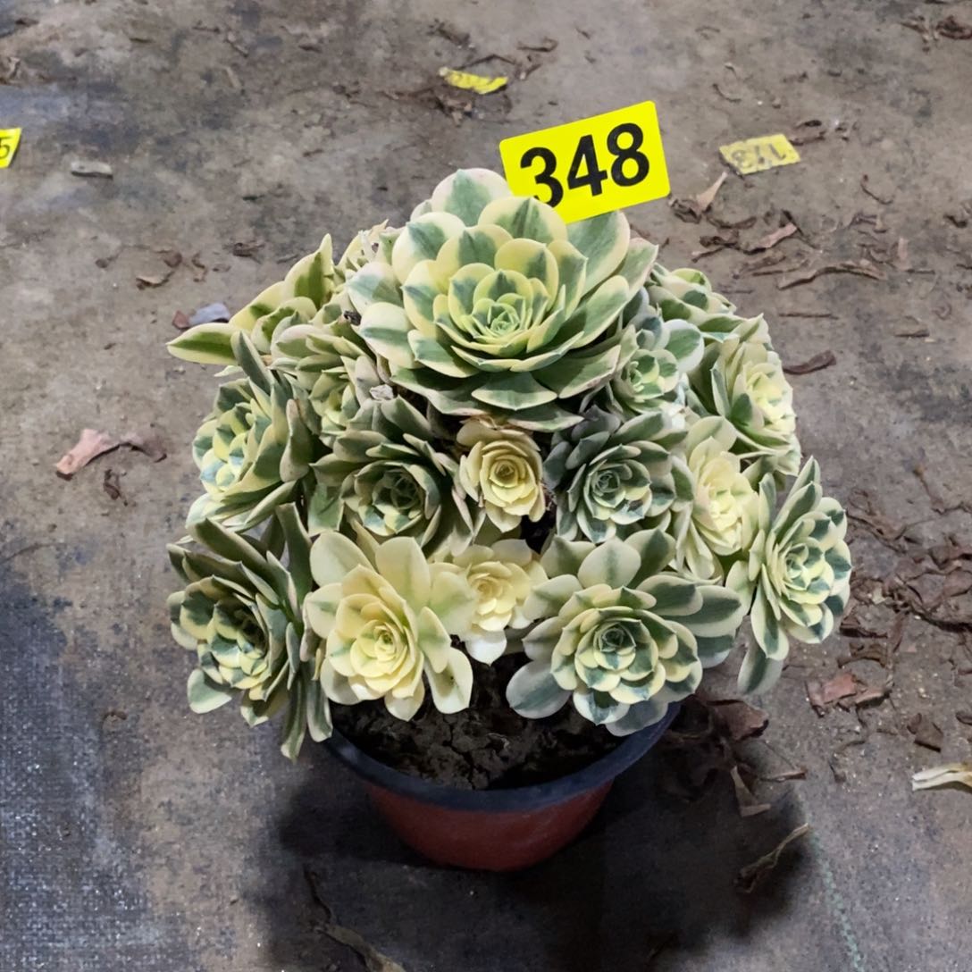 绿豆沙多肉法师348