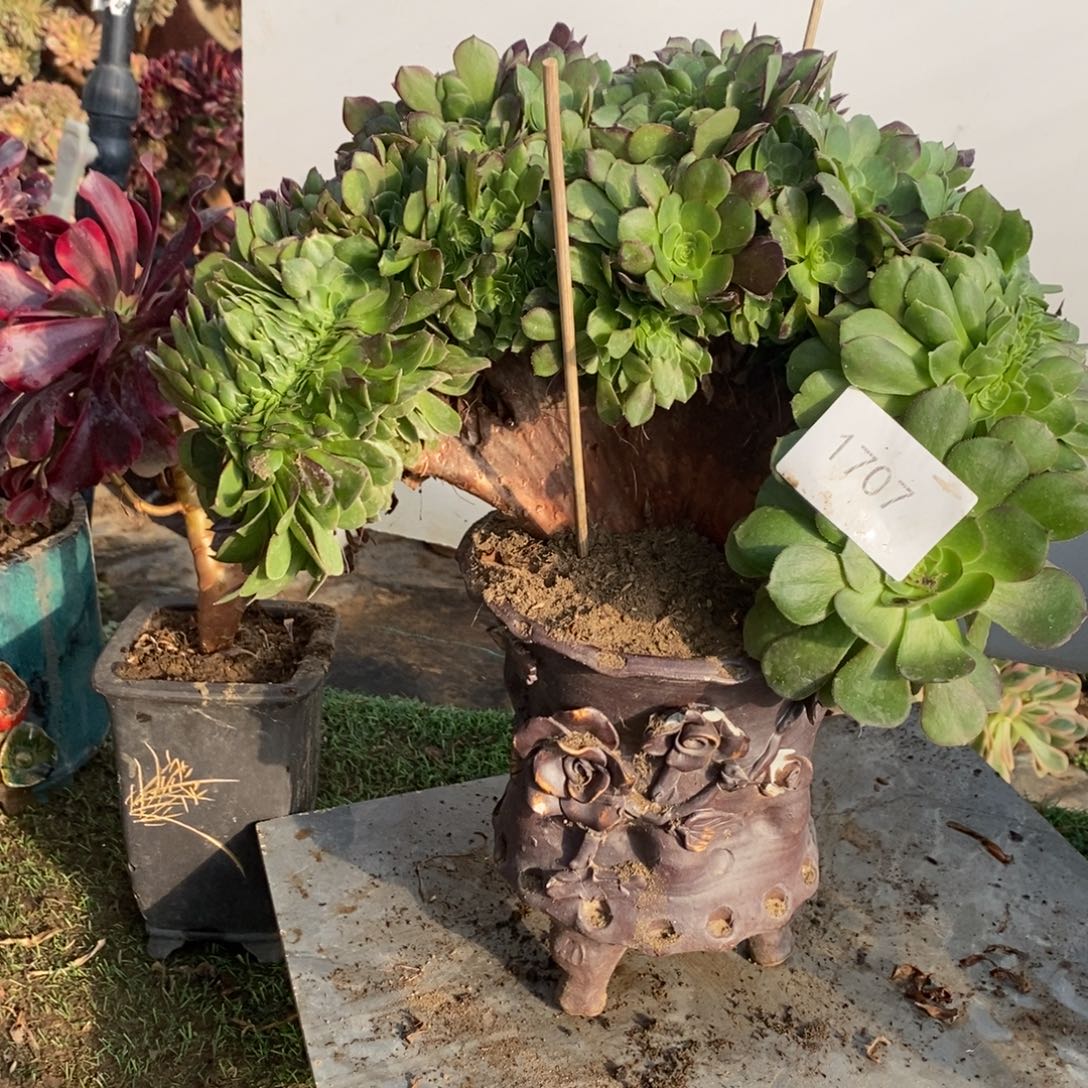 1707号万圣节缀化1颗