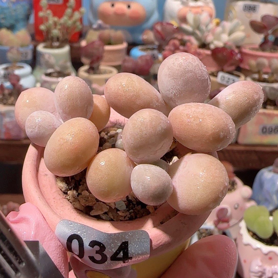 T优选蛋黄奶盆口3cm