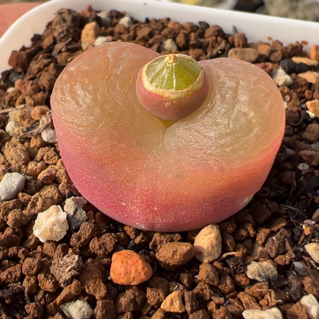 018多肉植物种类多样