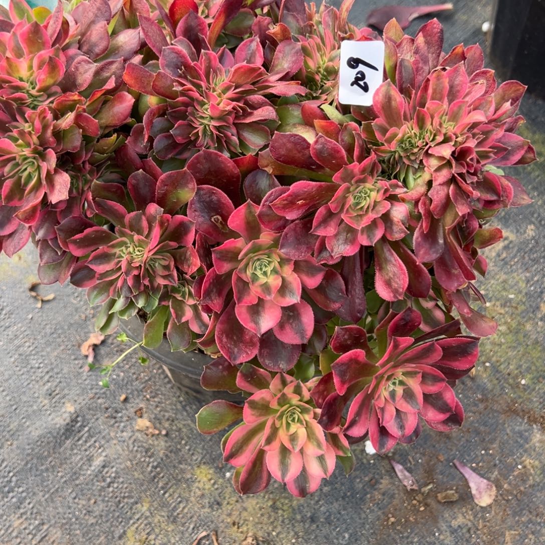 209香妃缀多肉多肉多肉