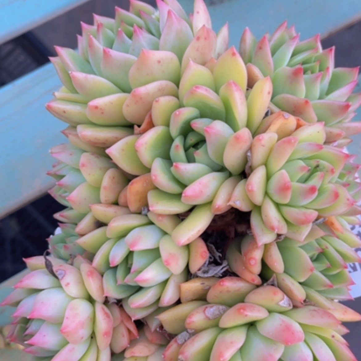 【闪购商品】绿意东云17249