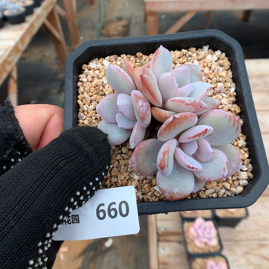 660奶茶多肉植物666