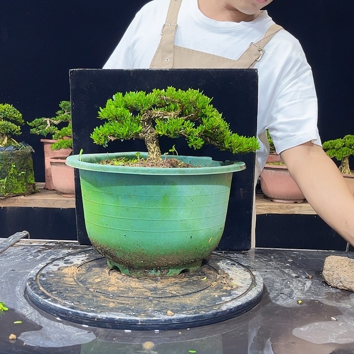 无花朵黄杨盆景四季常青