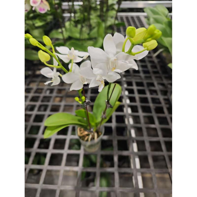 蝴蝶兰【白精灵】昆明直发
