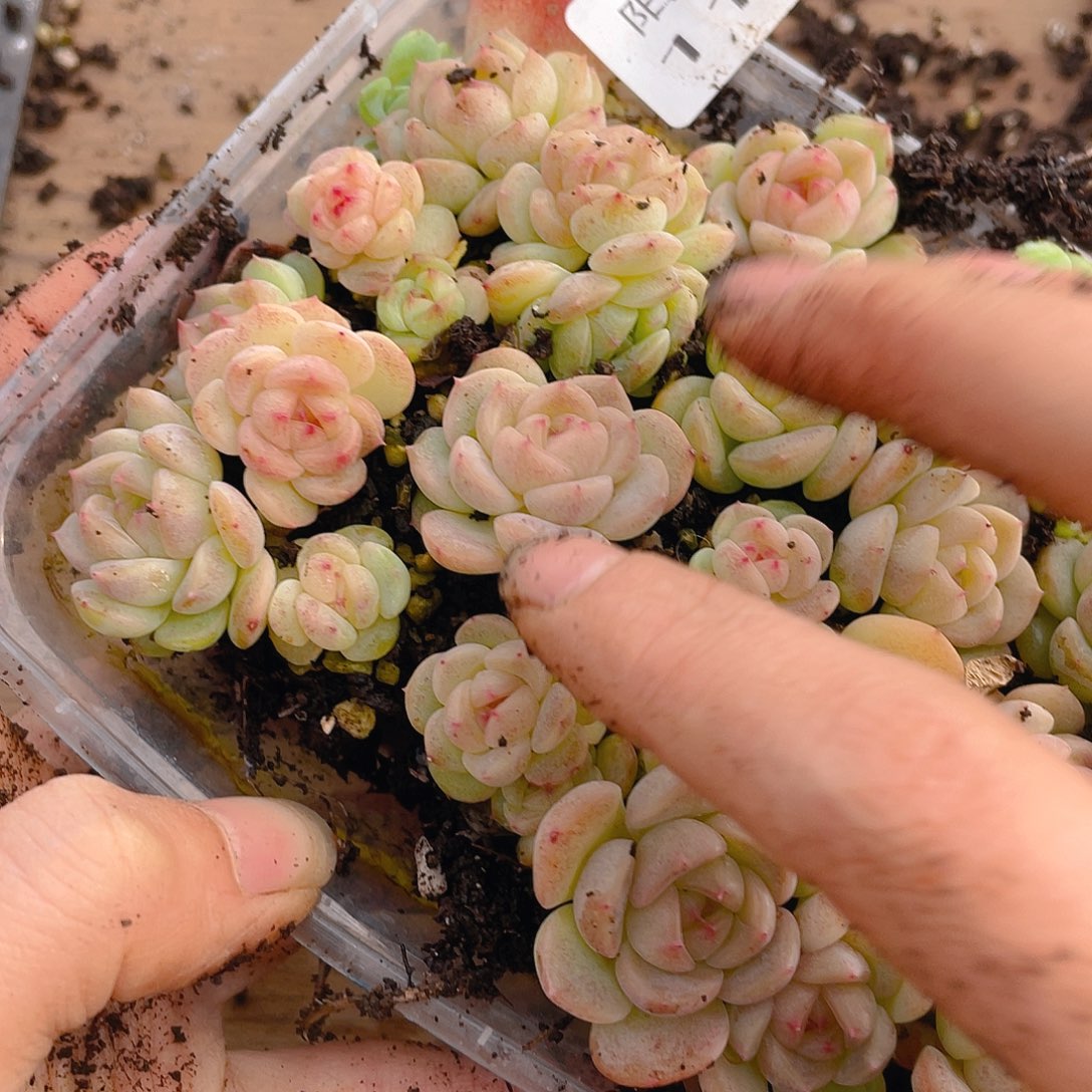 B****多肉植物多肉植物1102