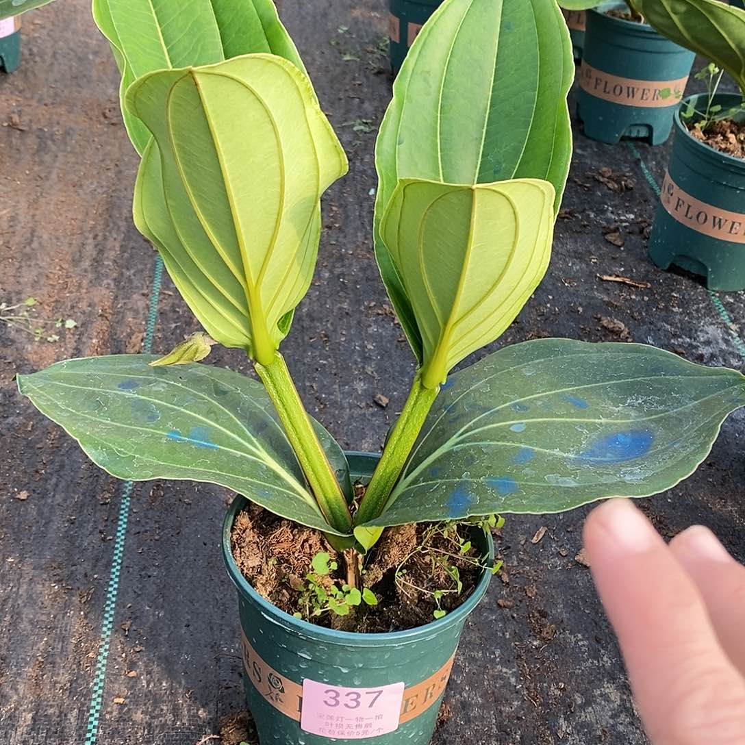 木本植物花****1木本花卉337