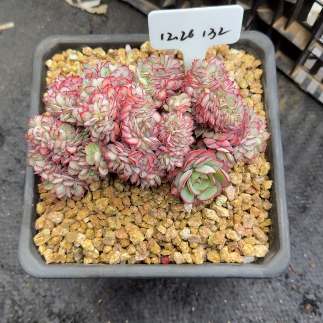 一物一拍牡丹亭缀化132