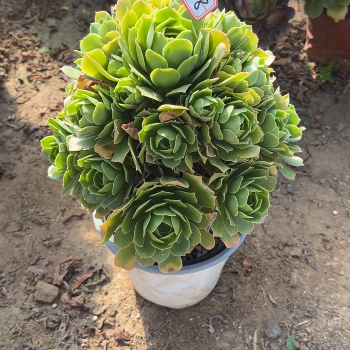 14-8绿羊绒多肉植物