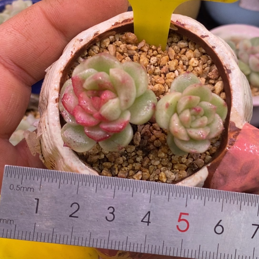 46粉钻石化带锦的……