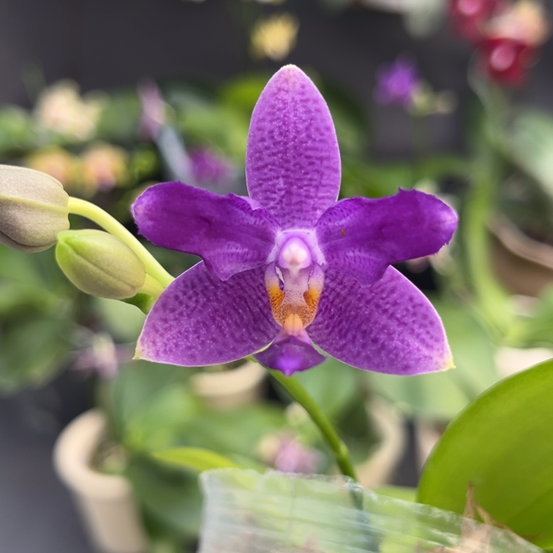 完全开放2.5寸柳林蓝星开花株