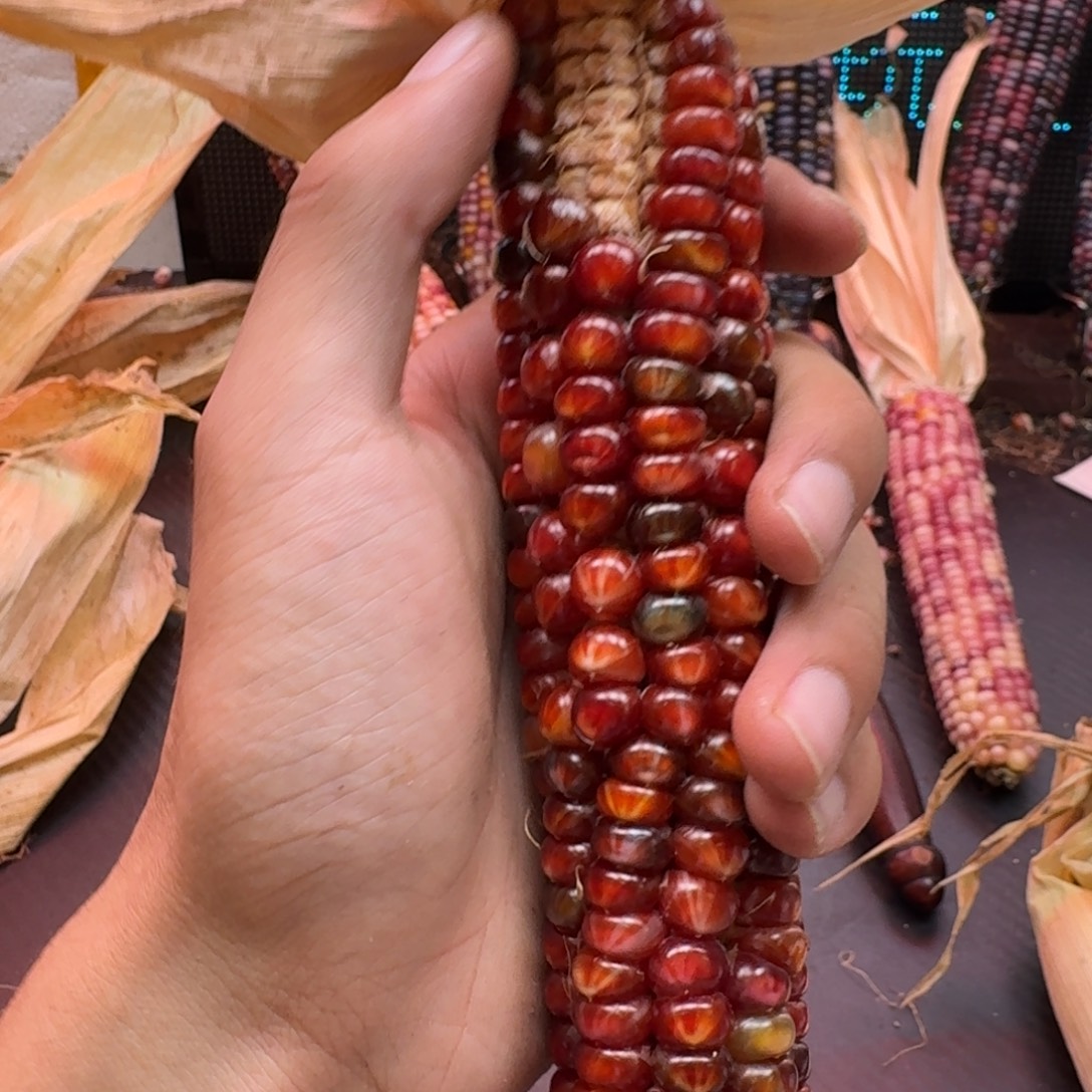 俗***缘吊坠柏香籽/百香籽