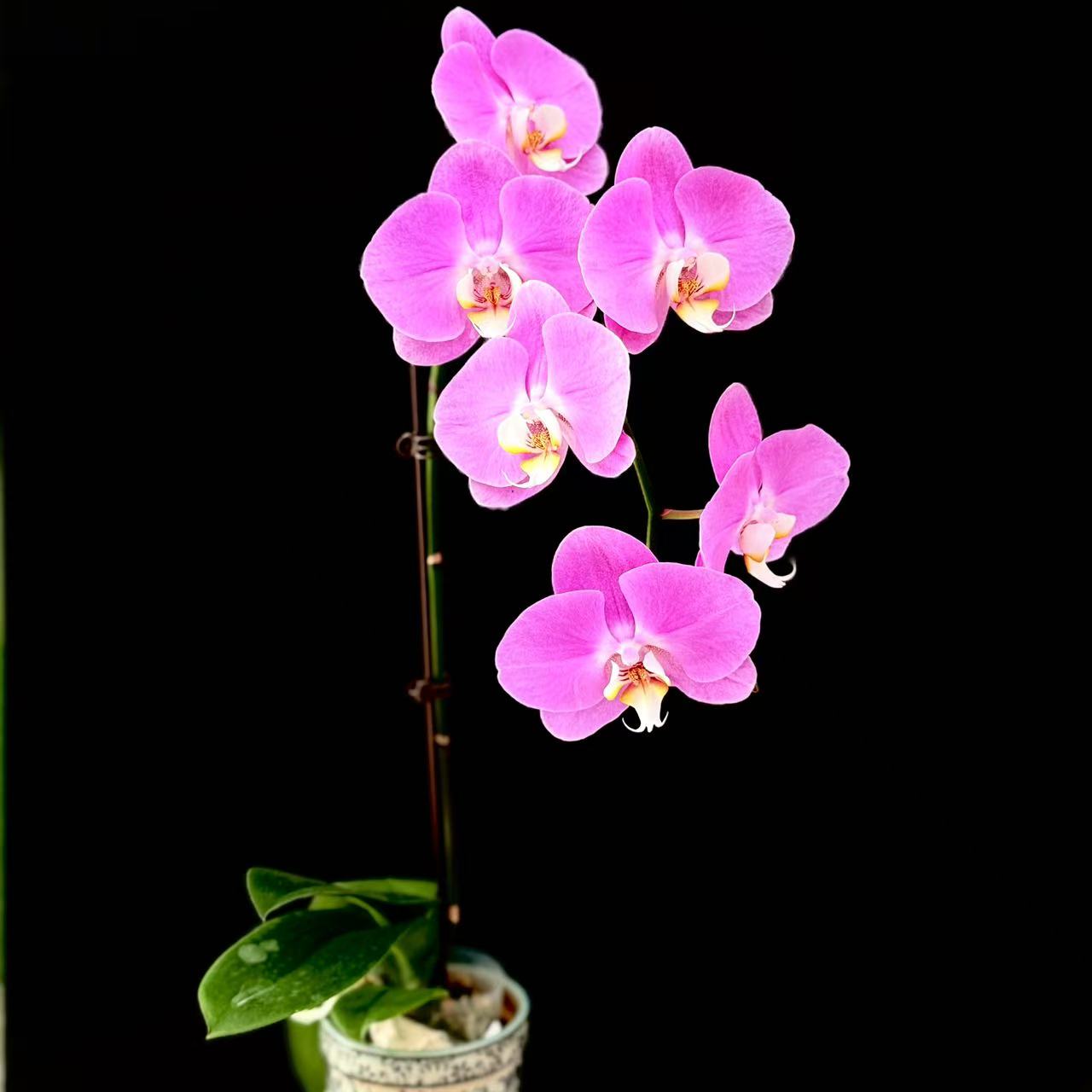 予兰花卉（粉宝图）3.0寸杯全花发货