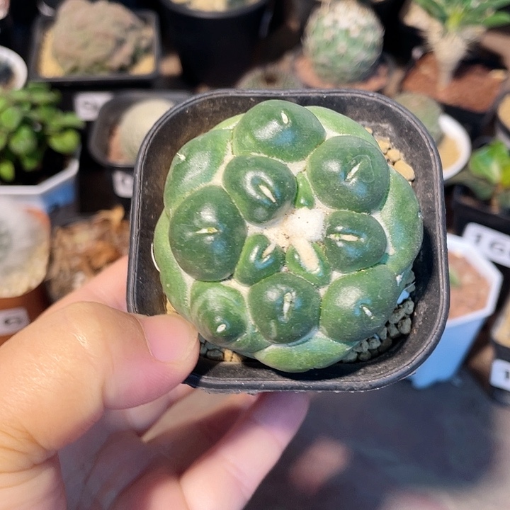 143无刺象牙蜘蛛眼